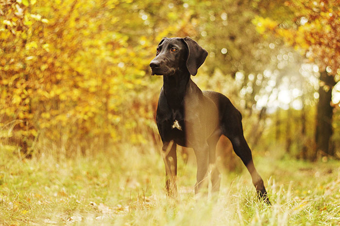 Vaccination = omtanke for din egen og andres hunde