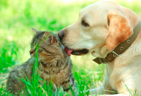 Ferieaktiviteter med dit kæledyr