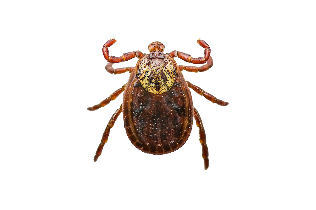 Hundeejer? Pas på engflåten