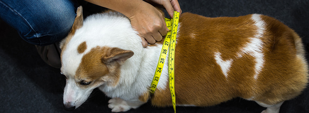 Er min hund overvægtig?