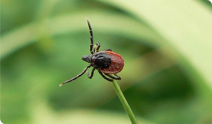 Flåterne rykker tættere på