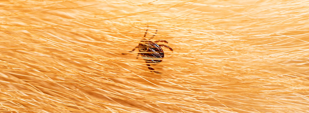 5 vigtige fakta om flåter