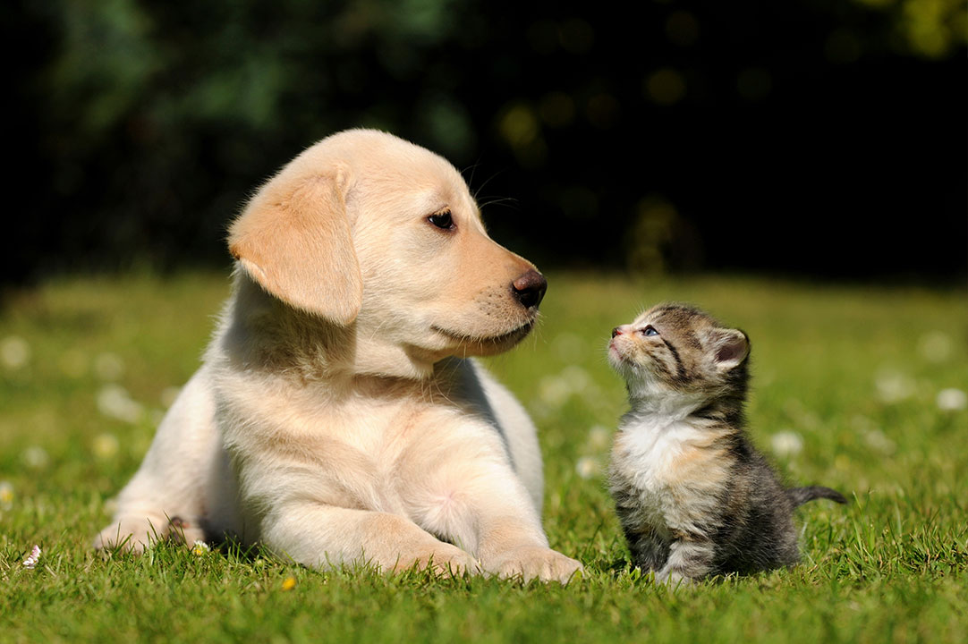 Flåternes højsæson