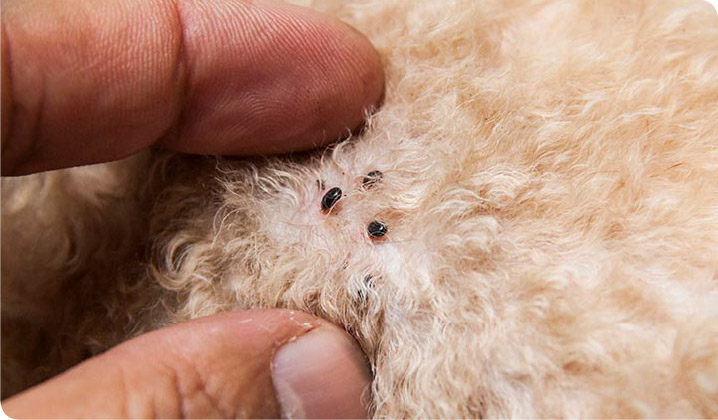 Sygdomme flåten kan forårsage hos kæledyret