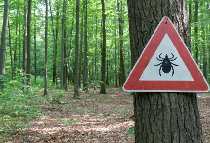 Den vigtigste viden om flåter