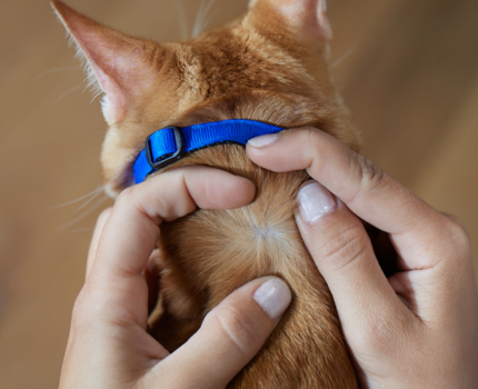 Frontline Combo trin 2