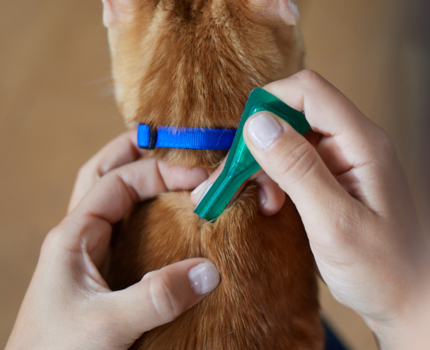 Frontline Combo trin 3