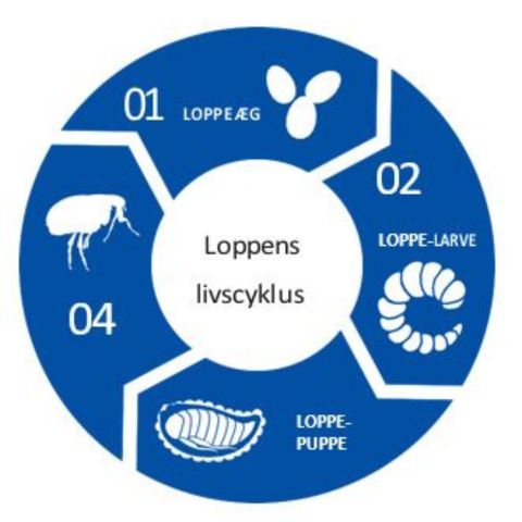 Loppens livscyklus