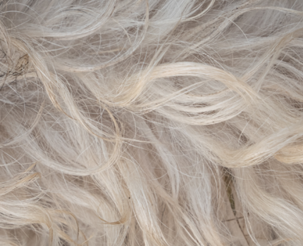 Frontline Spray trin 2