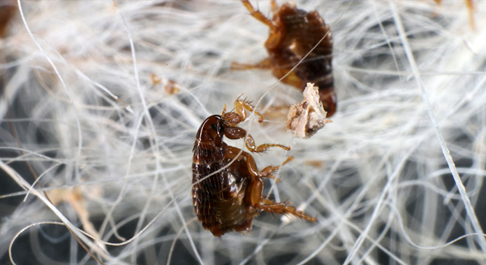 Bliv klogere på, hvordan loppeangreb kan påvirke dit kæledyr