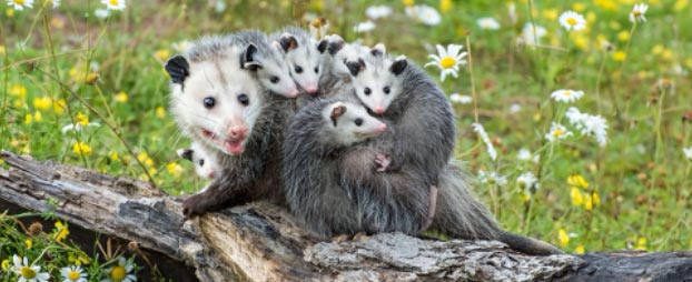 Hvem er flåtens værste fjende?