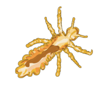 Stadie 3: Voksen lus