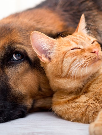 Dråber, der stopper flåter, lus og lopper