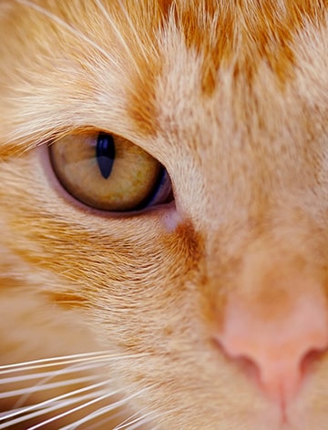 FRONTLINE & FRONTECT til kat