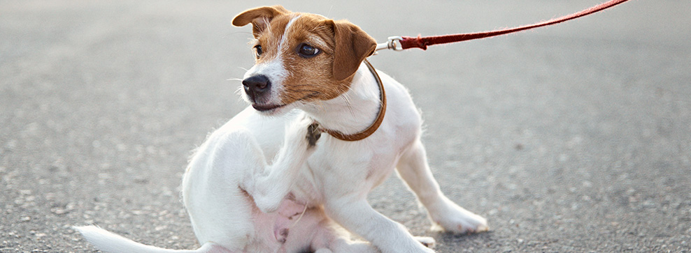 SÅDAN SLIPPER DU OG DIN HUND AF MED LOPPER