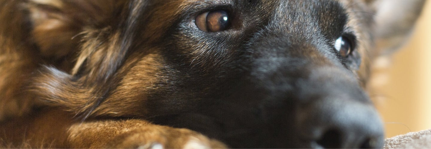 FRONTLINE & FRONTECT til hund