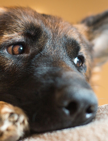 Banner hund mobil 360x472p