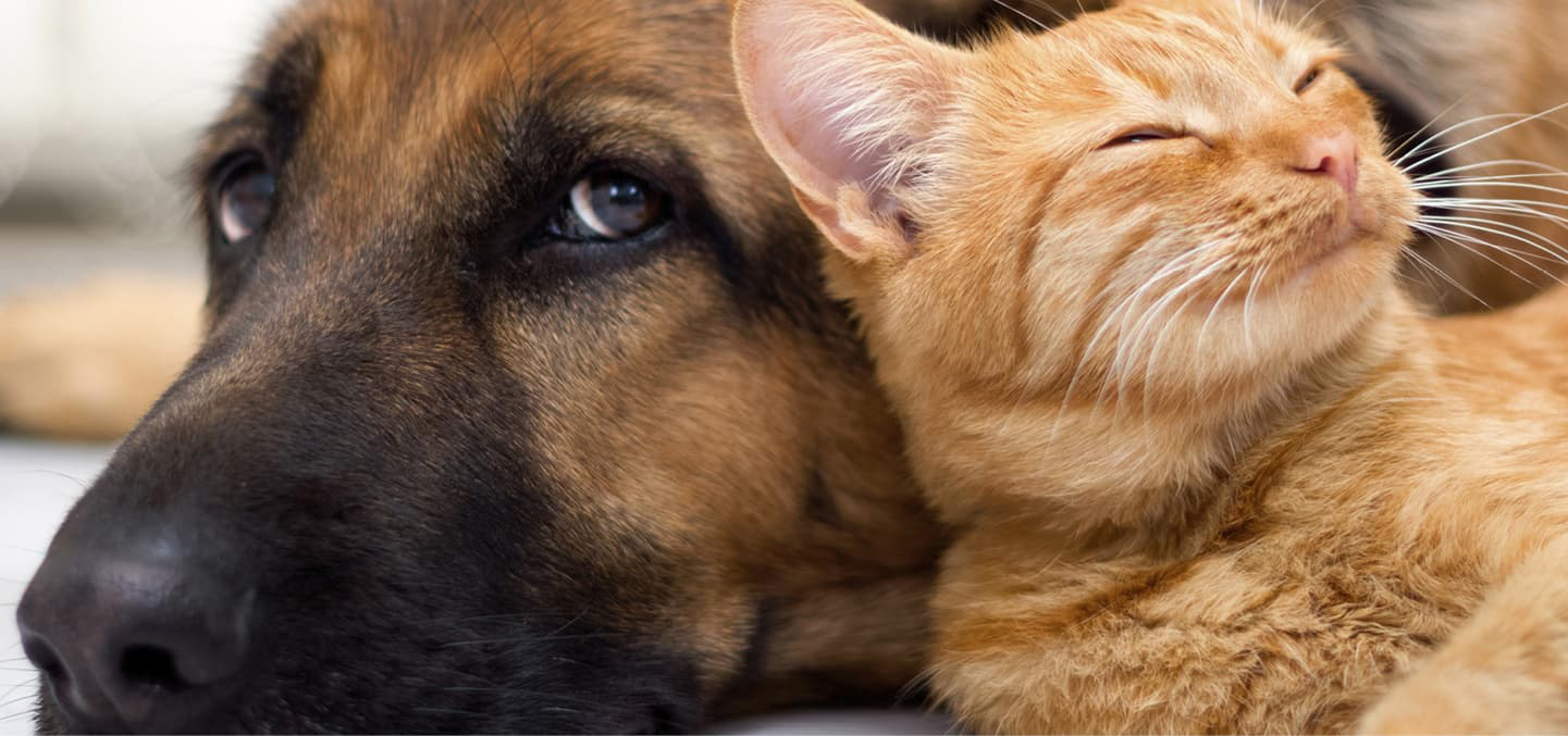 Dråber, der stopper flåter, lus og lopper