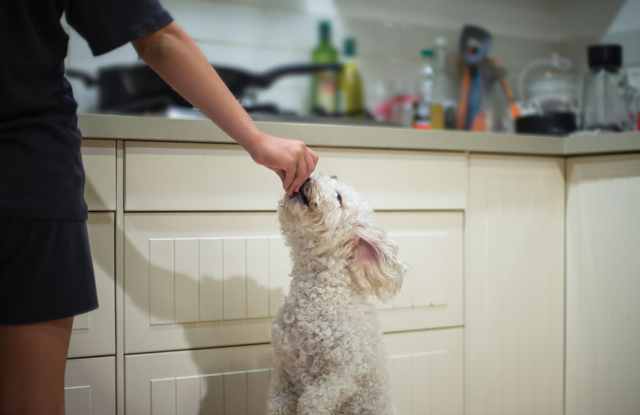 NYHED – Boehringer Ingelheim lancerer FRONTPRO