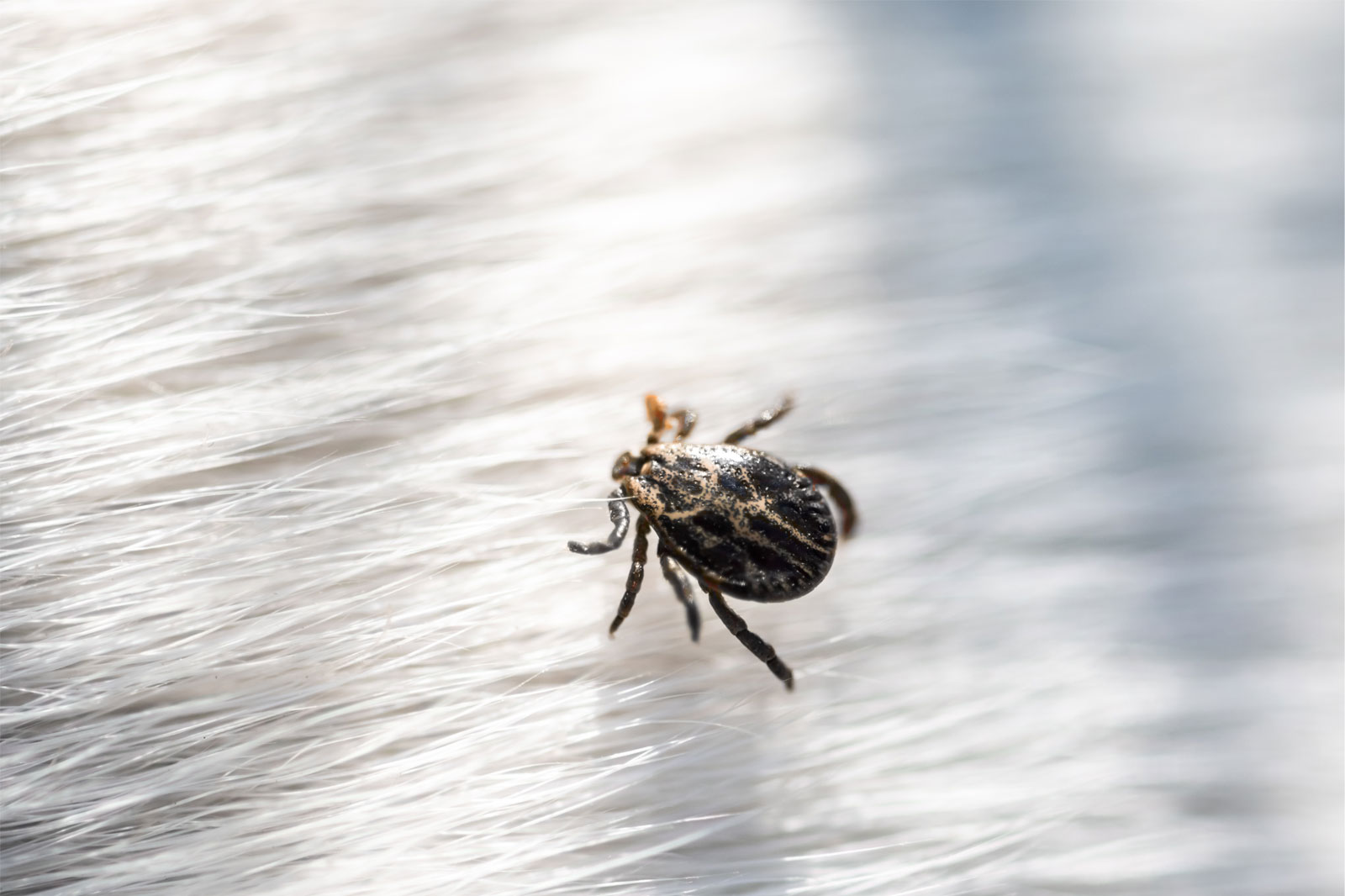 Forskel Skovflåten vs. engflåten