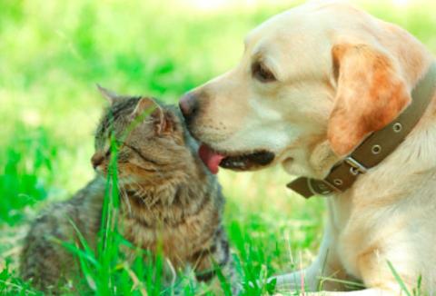 Ferieaktiviteter med dit kæledyr