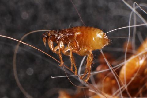 Har dit kæledyr (og dit hjem) fået lopper?