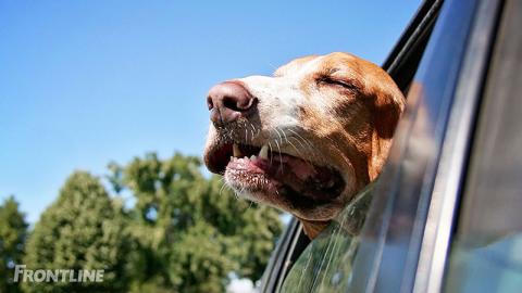 Om orm og ormekur hos hunde