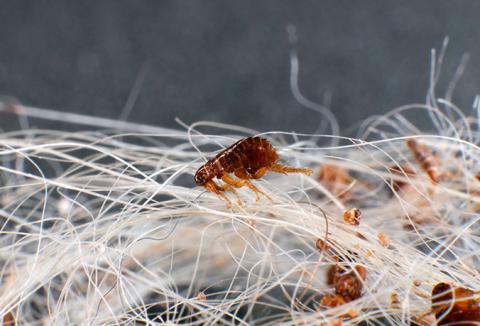 Hvornår er det højsæson for lopper?