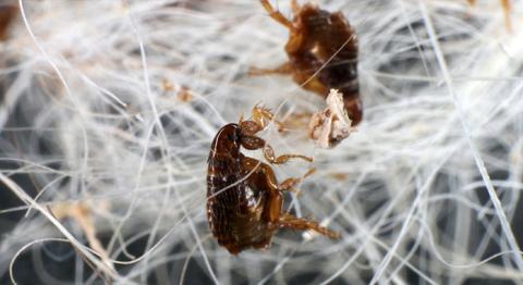Bliv klogere på, hvordan loppeangreb kan påvirke dit kæledyr