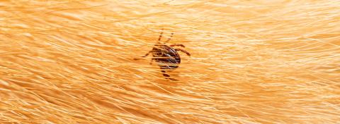 Er flåter og tæger det samme?