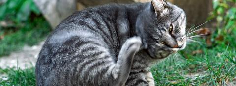 Har min kat lopper? Se de 3 tegn her