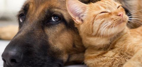 Dråber, der stopper flåter, lus og lopper